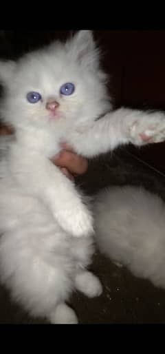 3 Persian kittens for sale