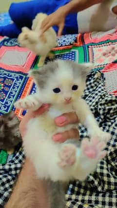 Bicolor Female Persian Kitten