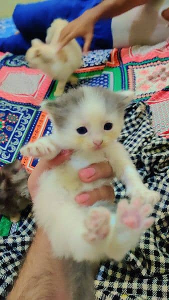 Bicolor Female Persian Kitten 0