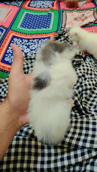 Bicolor Female Persian Kitten 1