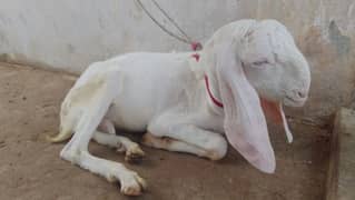 ranjan puri pure goat baby 10 month. . point to point full orignal