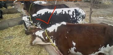 9 months old cow female healthy