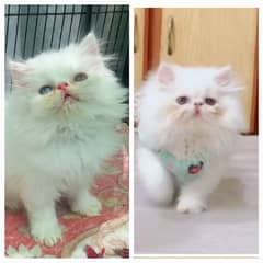Persian cat/pike face kittens/triple coated/Persian kittens