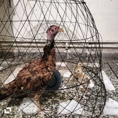 Assel hen with two chicks