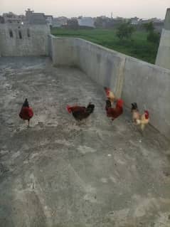 male hens