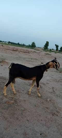 10 multani naachi goats