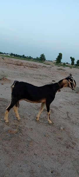 10 multani naachi goats 0