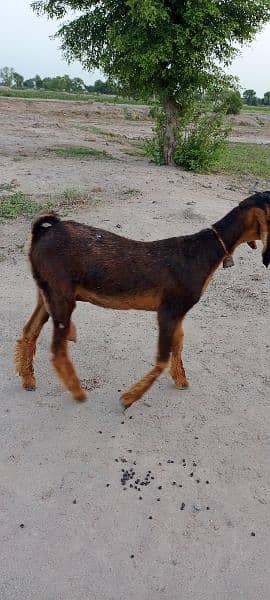 10 multani naachi goats 1