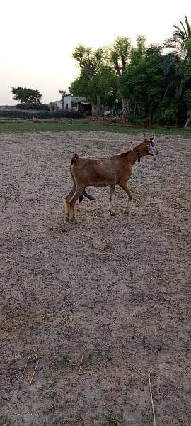 10 multani naachi goats 2