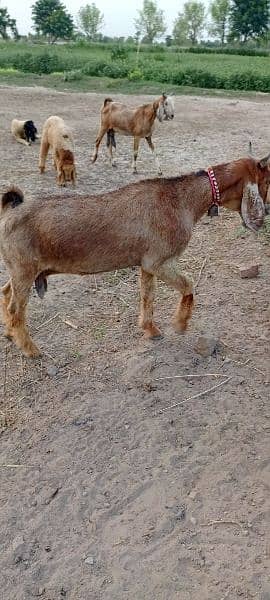 10 multani naachi goats 3