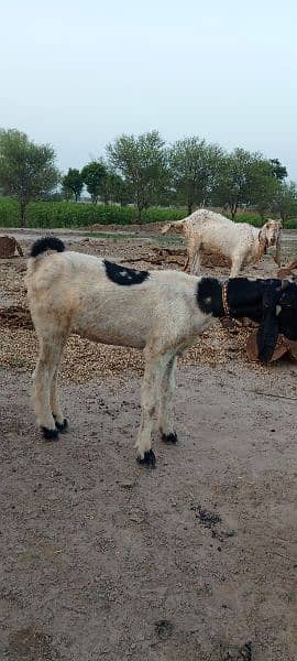 10 multani naachi goats 4