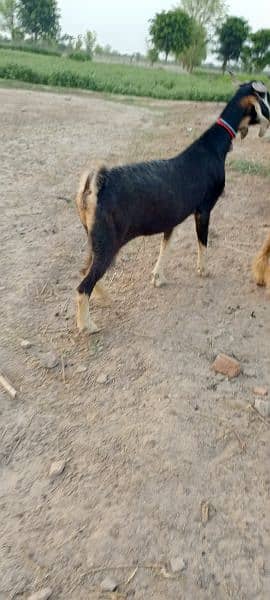 10 multani naachi goats 6