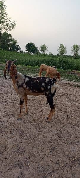 10 multani naachi goats 7