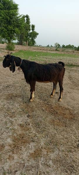 10 multani naachi goats 9