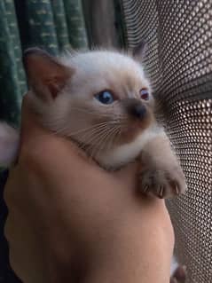 Siamese kitten 1 month