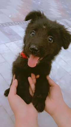 belgian shepherd puppy