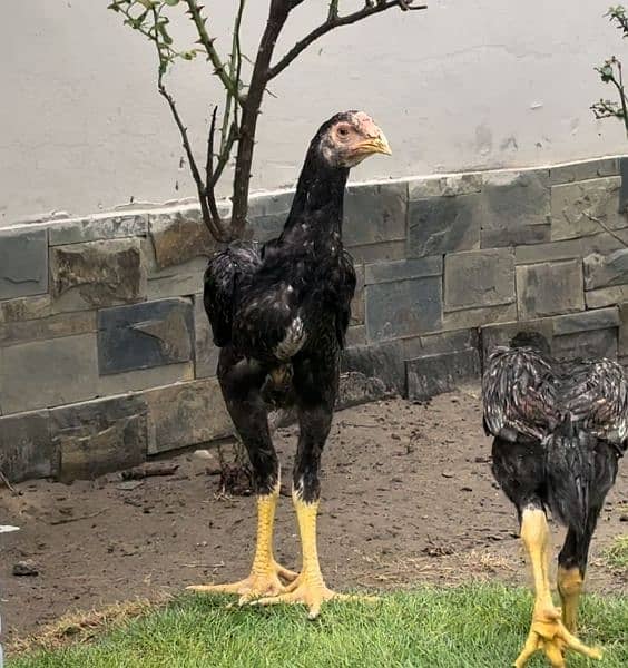 Golden Sabrite King Size Shamo Chicks & Pathe Pathian 03096705051 6