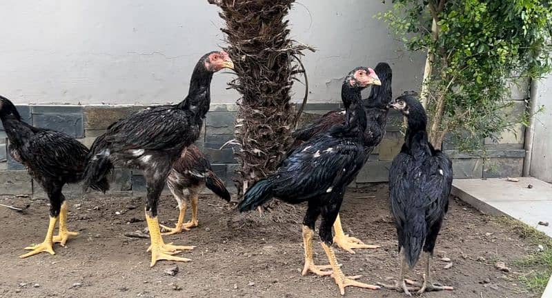 Golden Sabrite King Size Shamo Chicks & Pathe Pathian 03096705051 9