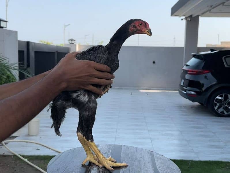 Golden Sabrite King Size Shamo Chicks & Pathe Pathian 03096705051 10