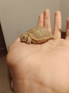 Russian baby tortoise