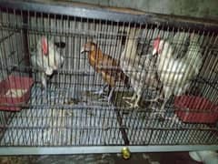 Golden mishri hen + cage for sale