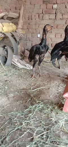 Jet black long hight aseel hens for sale