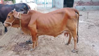 sahiwal cow