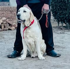 Labrador male available full tame very friendly   03071950762 whatsap