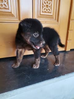 German shepered puppy double coat non pedigree