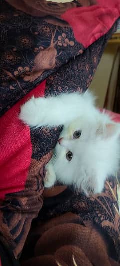 Persian female kitten - cat white