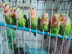beautiful parrot pairs for sale