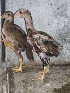 Sindhi Aseel Chicks Pair