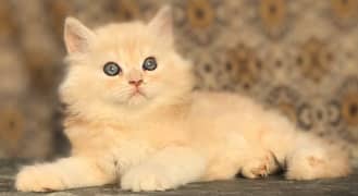 Cute Persian pro active Kitten