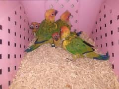 sunconure chicks + tame & talking male parrot