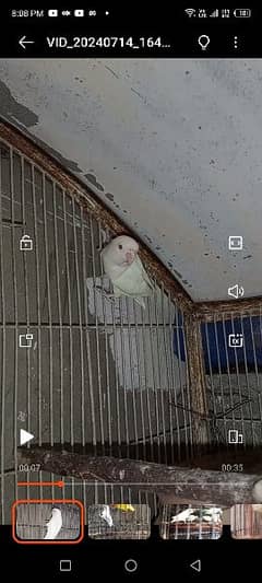 Albino red eyes bhi available hai or 8 portion cage