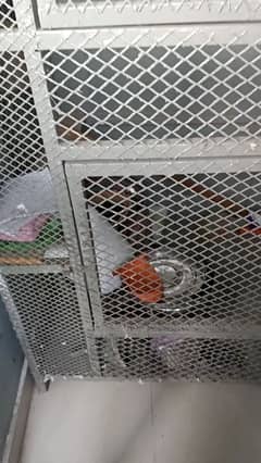 Birds colony cage