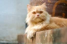 A beautifull golden female cat well mannered and fully litter trained