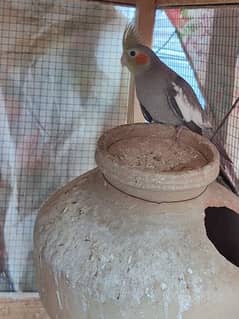 cockatiels new shelter birds cocktail