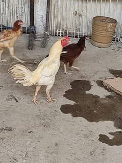 Aseel hens set for sale . exchange possible with parrots.