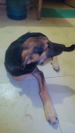 Female German Shepherd 4 months active and friendly