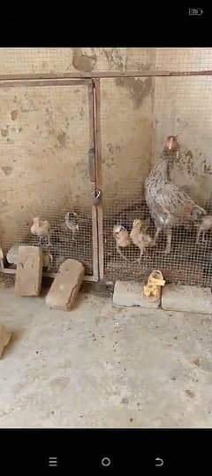 aseel casni murgi or us ka sat 4 chicks available ha