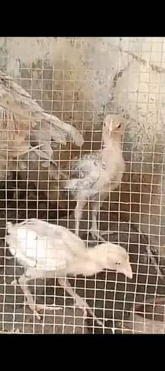 aseel casni murgi or us ka sat 4 chicks available ha