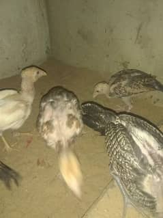 sell 5 chicks age 3month