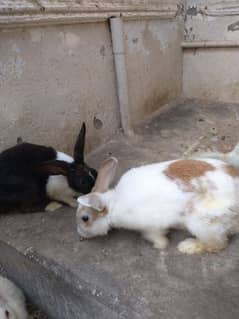 rabbits pair