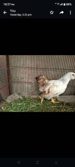 Buff Bentam and polish hens chicks
