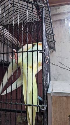 cocktail parrot