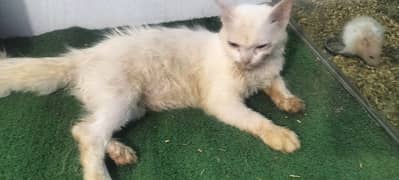 Persian female cat for sale
