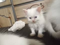 persian white kitten blue and green eyes