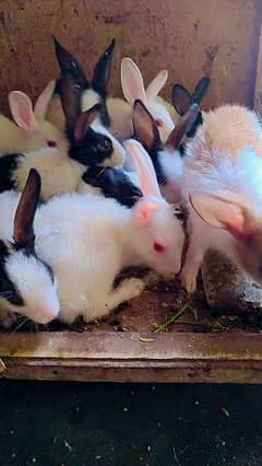 3 month rabbit black eyes and also breeder piar
