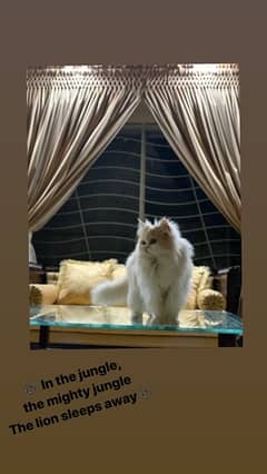 Persian Male Cat for sale
